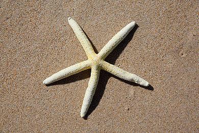 商标申请表明 FIFA可能更名为EA Sports FC